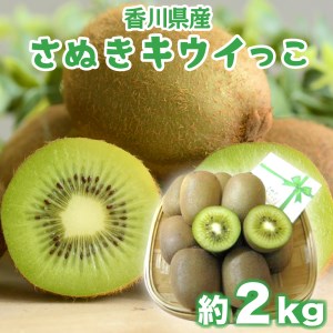 年内発送 キウイ フルーツ さぬき キウイっこ 約2kg 香川 キウイ 12月出荷 さぬき市 年内最終28日 キウイ