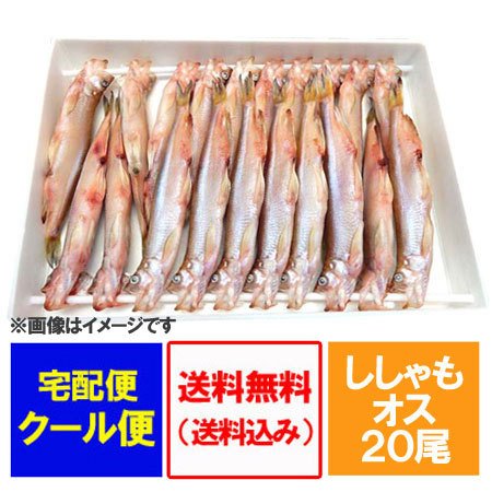 北海道 ししゃも 送料無料 ししゃも オス 本ししゃも 北海道産 シシャモ オス 20尾 化粧箱入