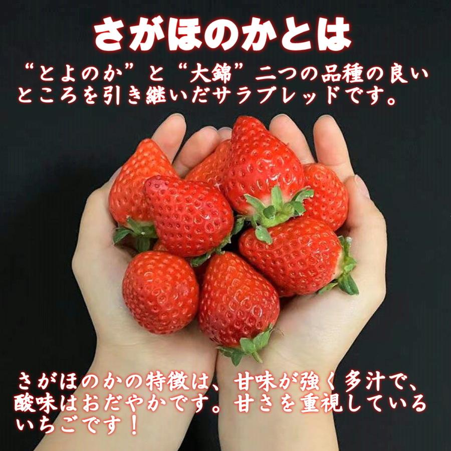 いちご さがほのか プレゼント ギフト おすすめ イチゴ 苺 神激 送料無料 高級  神聖のさがほのか 1箱2パック