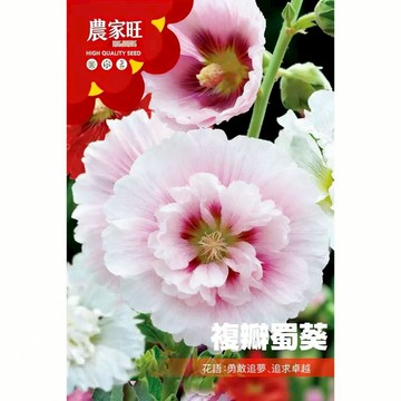 【原廠包裝】蜀葵種子(Hollyhock)2克裝 一丈紅種子 花海植栽 庭院圍籬 多年生花卉 易種植 四季可播 陽台盆栽