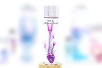 透明生物標本 - 雪鯪魚 Cirrhinus molitorella