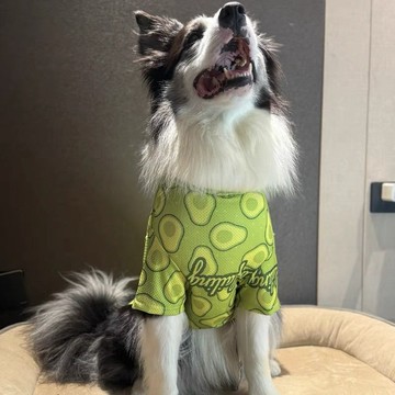 💕在臺出貨🔥金毛衣服網眼狗狗大型犬帥氣夏季防掉薄款狗狗網潮牌透氣拉布拉多