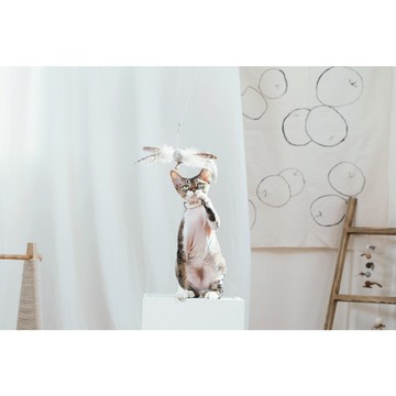 免睏【Wetnose 飛鳥 寵物玩具】韓國 寵物玩具 貓玩具 羽毛 木天蓼 貓薄荷