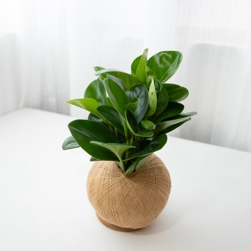 圓葉椒草 手作植栽苔球
