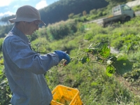 とみずく農園の季節の野菜セット（７～８種類）