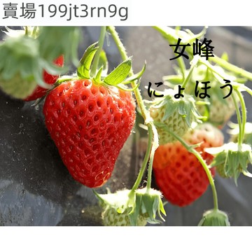 現貨🍓草莓種子🍓女峰（にょほう）（1000粒）四季草莓 水果種子 高產 原日本草莓品種 原產地稀有女峰草莓種子