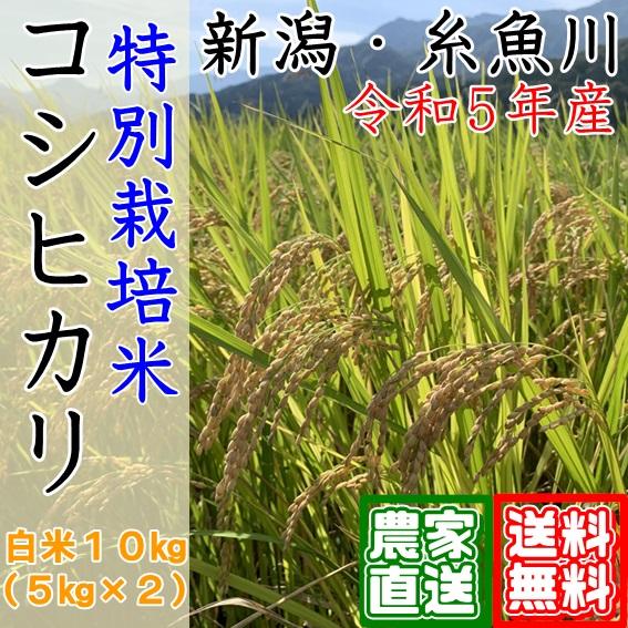 新米 白米 10kg 5kg×2 令和5年 新潟 特別栽培米 コシヒカリ 米 お米