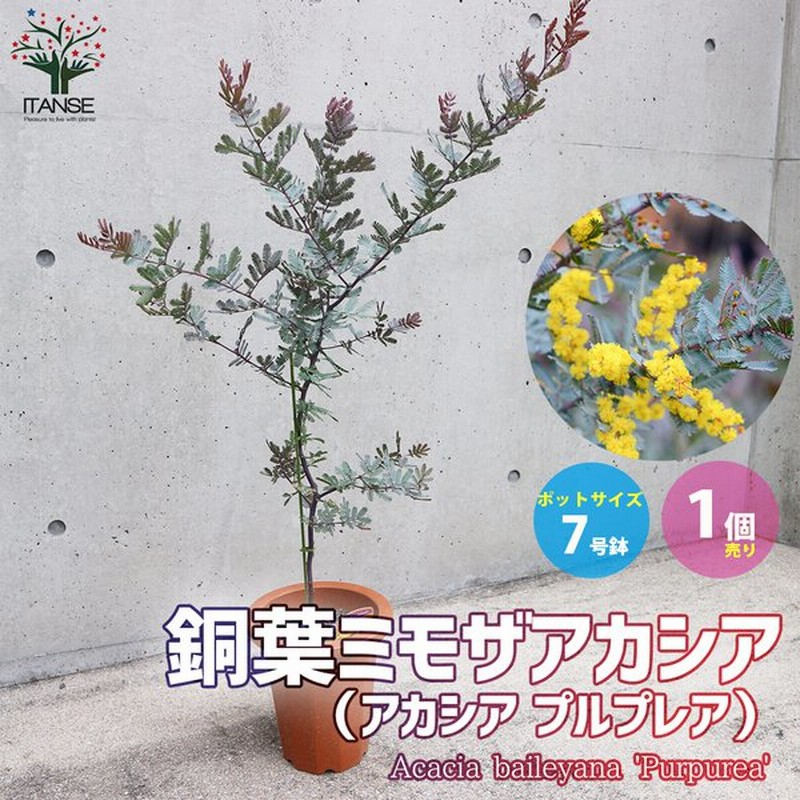 アカシアプルプレア 銅葉ミモザアカシア 庭木 7号鉢大苗 茶鉢 1個売り 植木 花木 観賞用 新生活 プレゼント 贈答 送料無料 通販 Lineポイント最大0 5 Get Lineショッピング