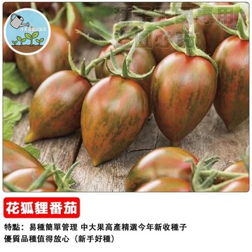 花狐狸番茄種子 經典老品種 紅色大番茄 家庭菜園 陽台盆栽 自栽自種 新鮮蔬果 產量高 台灣適種#tomato