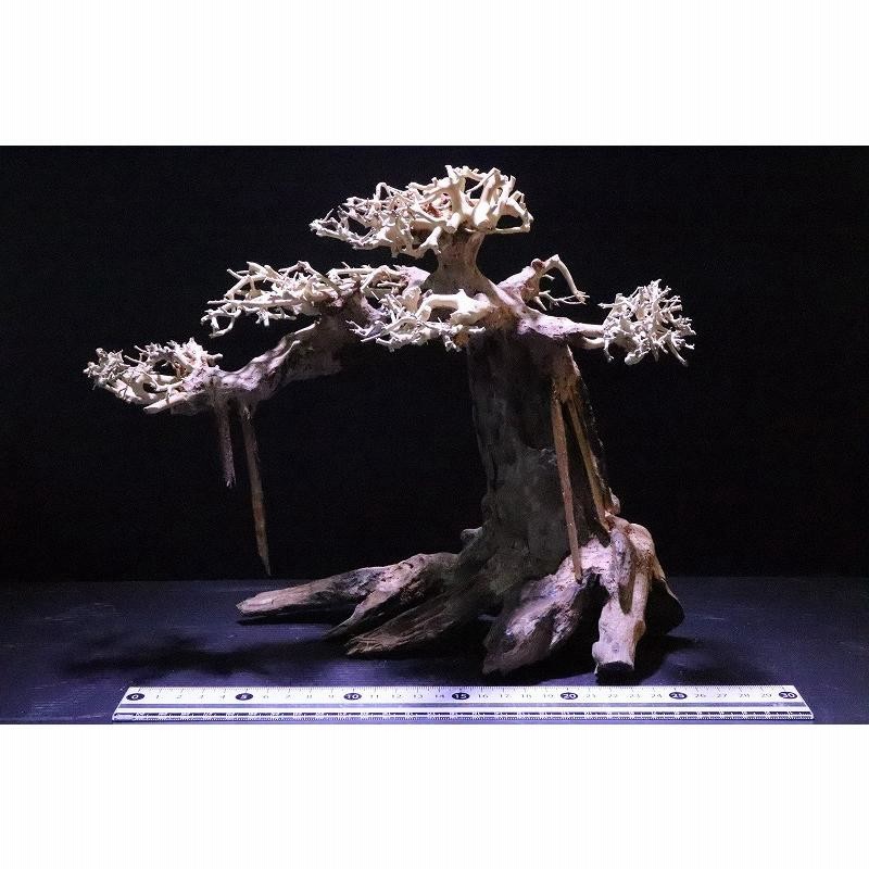 盆栽流木 アクアリウム