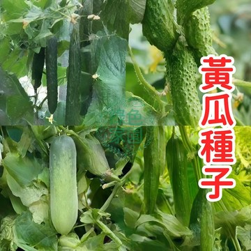【黃瓜種子】 有機認證 高發芽率 抗病強 適合陽臺盆栽 庭院種植 家庭菜園 四季皆宜 種植簡單 豐收快 新手易種植