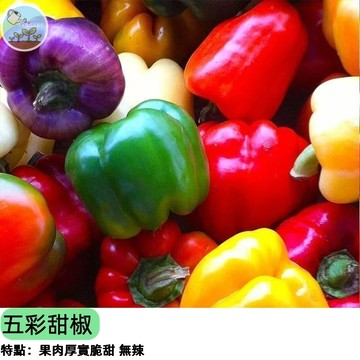 🌈【陽台豐收首選】五彩甜椒種子 可食用觀賞辣椒 紅橙黃紫白 五色一株 沙拉擺盤 盆栽種植 高產易種 四季播種新手好養