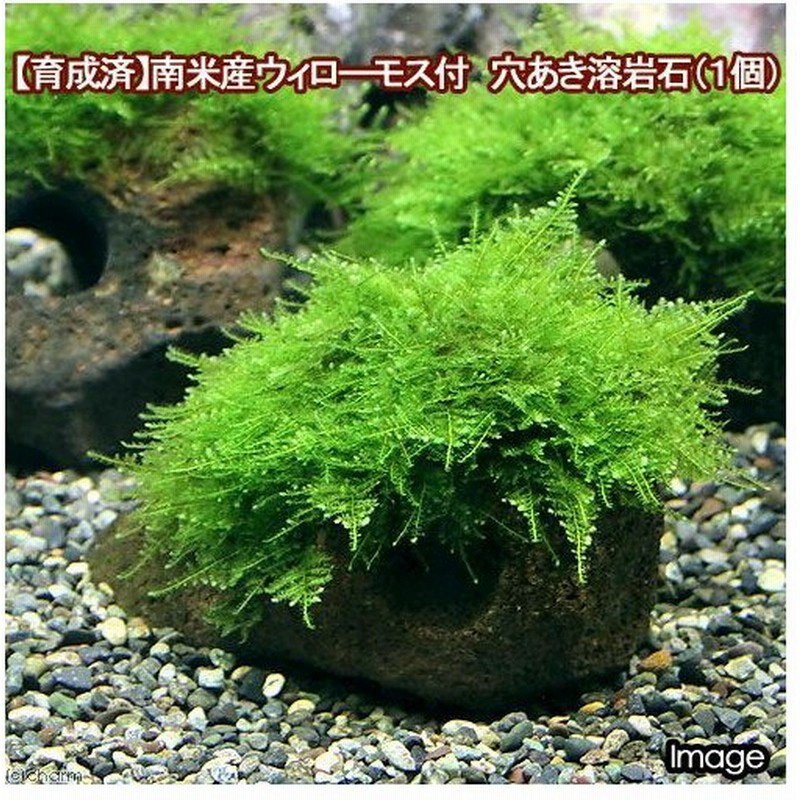 水草 育成済 南米ウィローモス 穴あき溶岩石 無農薬 １個 通販 Lineポイント最大0 5 Get Lineショッピング