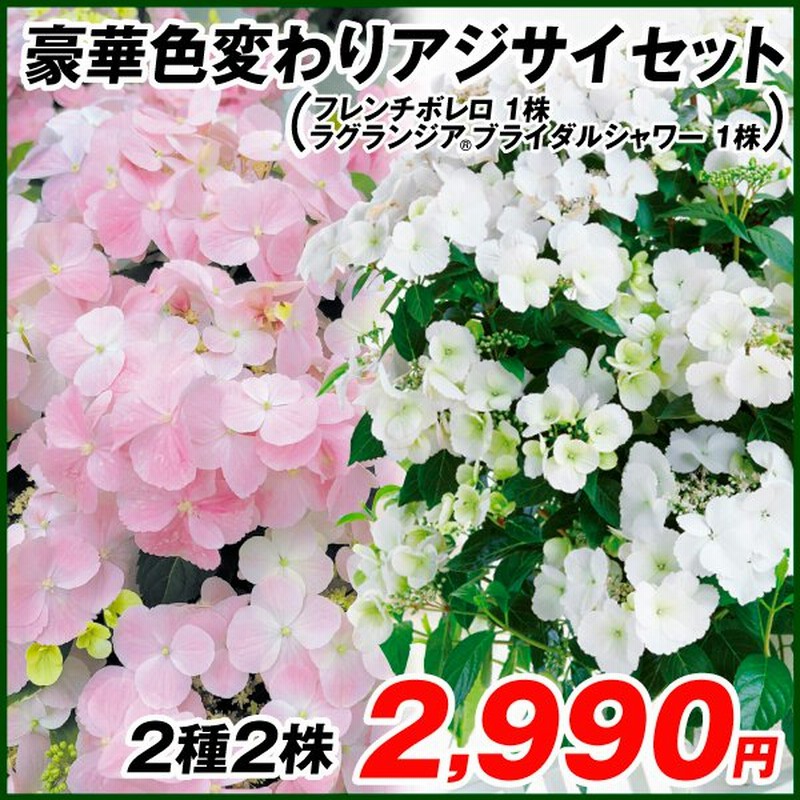 アジサイ 苗 豪華色変わりアジサイセット 2種2株 紫陽花 アジサイの苗木 あじさい ハイドランジア 庭木 植木 花木苗 通販 Lineポイント最大0 5 Get Lineショッピング