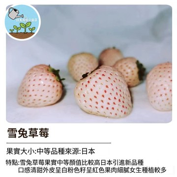 日本雪兔草莓種子 白草莓 高顏值果實 夢幻白寶石 陽台盆栽 家庭種植 香氣濃郁 四季可種 專用土栽培