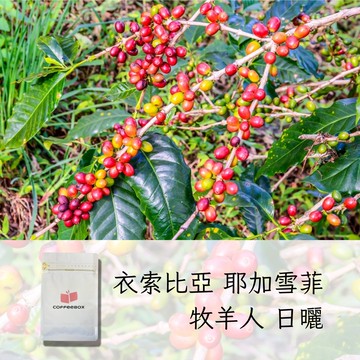 衣索比亞 耶加雪菲 牧羊人 日曬 淺焙 (半磅)【柏克斯咖啡】