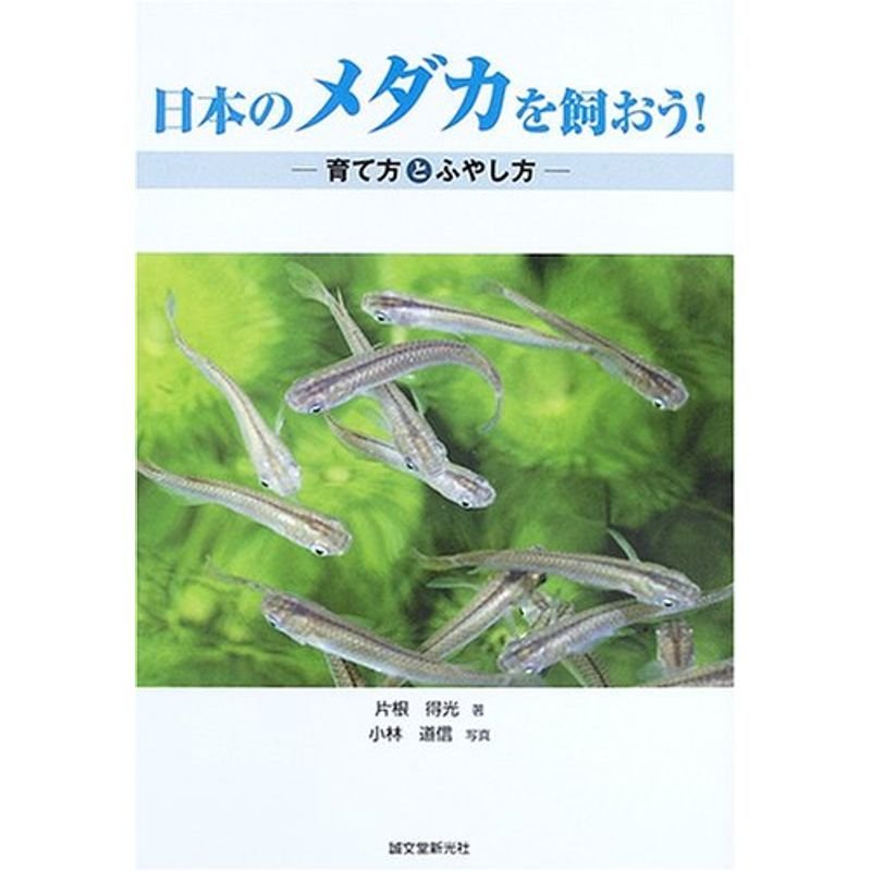 日本のメダカを飼おう?育て方とふやし方