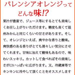 ふるさと納税 秀品　希少な国産バレンシアオレンジ 5kg ※2024年6月下旬〜7月上旬頃に順次発送予定 和歌山県美浜町