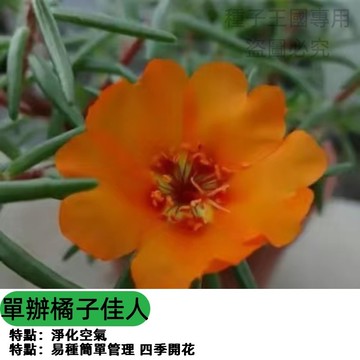 重瓣太陽花種子 單瓣品種 橘子佳人 觀賞向日葵 切花栽培 四季可播 庭院陽台盆栽 花海佈置 園藝療癒 新手易種 蜜源植物