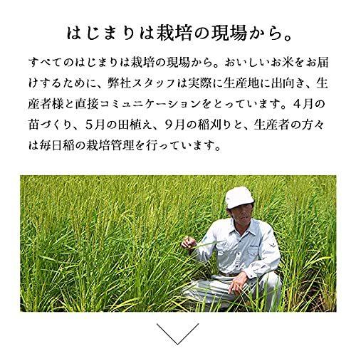 新米 新潟産こしいぶき 10kg 令和３年産