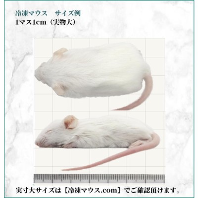 ZAZOO 国産 冷凍マウス ホッパー マウス 10〜15g 約6.5cm 真空 個別