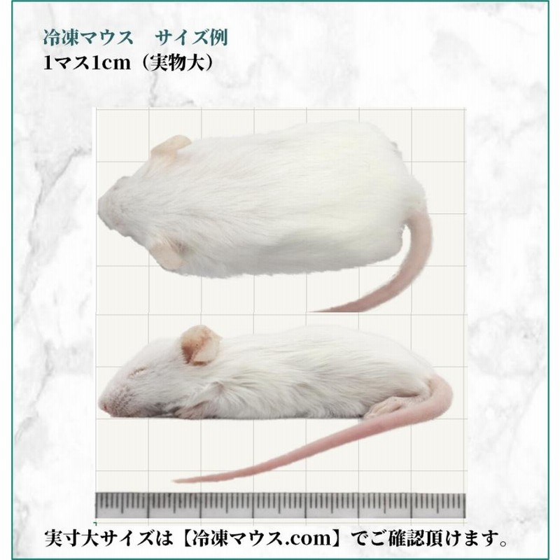 ZAZOO 国産 冷凍マウス ホッパー マウス 10〜15g 約6.5cm 真空 個別 