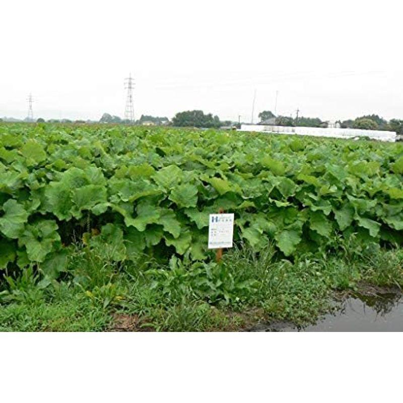 吉良食品 乾燥野菜 九州産ほうれん草 40g×5袋