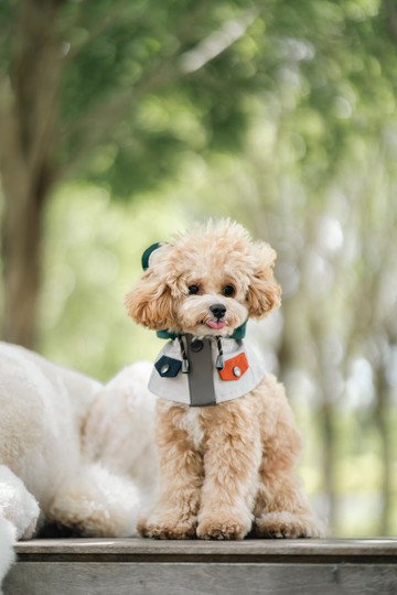 【寵物山系玩味服飾】 CAMPING BEAR 2.0 -灰色