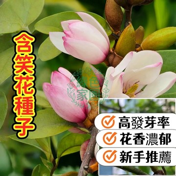 熱銷【含笑花種子】 深山含笑花 含笑花種子 樂昌含笑/紅花含笑樹種子 濃香型花卉 觀賞花卉種子  新手友善