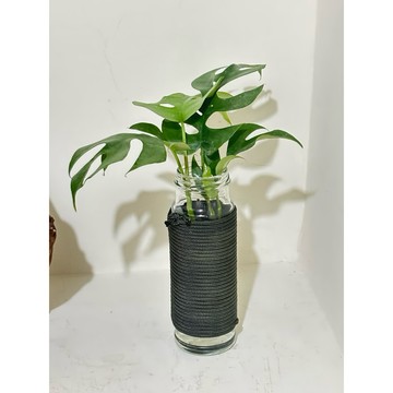 ☘️姬龜背竹芋☘️龜背竹 電信蘭 觀葉植物、風水植物、辦公室盆栽