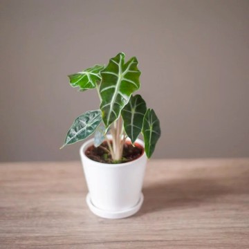 盆友辛苦了【玉屋 TAMAYA】黑葉觀音蓮 客製卡片印製 知性穩重 辦公室 居家擺設 觀葉植物 淨化空氣 舒心 放鬆 好友 同事 送上祝福 職場禮 生日禮