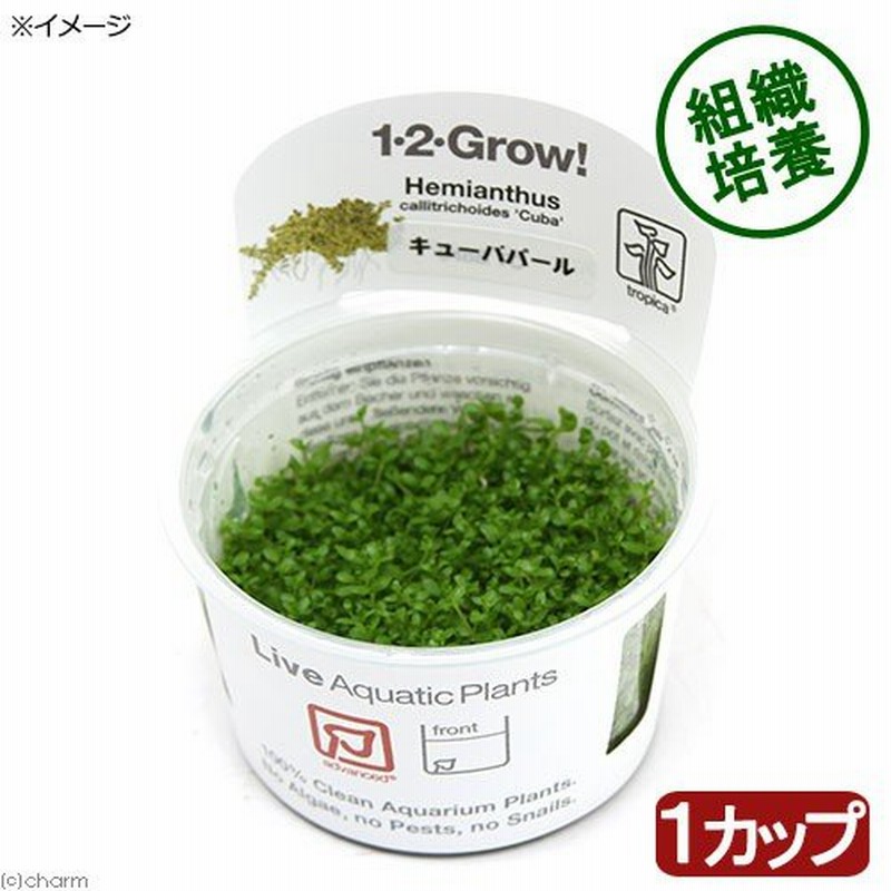 水草)組織培養1−2−GROW! キューバパールグラス トロピカ製(無農薬)(1カップ) 通販 LINEポイント最大0.5%GET LINEショッピング 水草)組織培養1−2−GROW! キューバパールグラス トロピカ製(無農薬)(1カップ) 通販 LINEポイント最大0.5%GET LINEショッピング