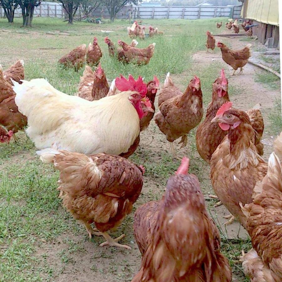 鶏肉 かたい親鳥 むね肉 皮付き 1kg 親どり ひね鶏 ひね鳥 国産 鶏肉 ※親鳥のため昔ながらの「硬い肉質」の鶏肉となります。ご了承ください