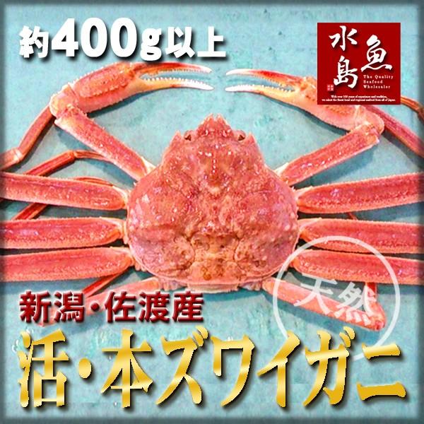 活ズワイガニ姿 新潟・佐渡産「活 本ズワイガニ」（生 本ずわい蟹）400g以上