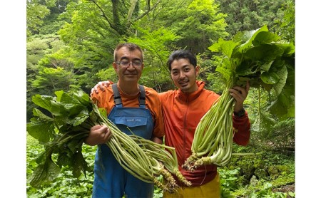 伊豆わさび食品直送！とれたてわさび～池セット～