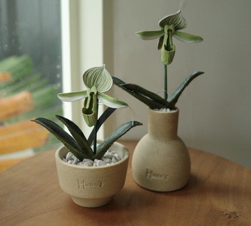 絕版品 Paphiopedilum Doya Green Prince 綠王子仙履蘭
