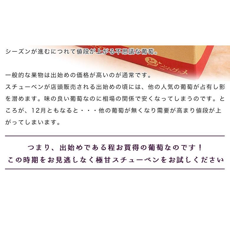 黒ぶどう 『スチューベン』青森県産　約1.5kg（5〜8房 ）※常温又は冷蔵 送料無料