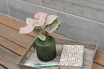 水培植栽 l 粉紅佳人_室內植物 辦公室盆栽 店內擺件 送禮