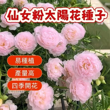 🌹  仙女粉太陽花種子  四季種植 稀有重瓣 四季播種松葉牡丹易活開花不斷室內外陽臺種植 觀賞花卉種子 超低價