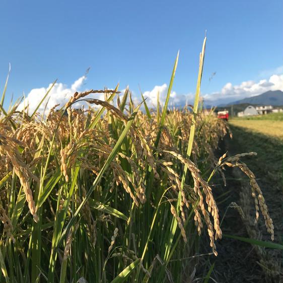 米・穀物 米 精米 北海道厚沢部町産ふっくりんこ　5kg 産地直送