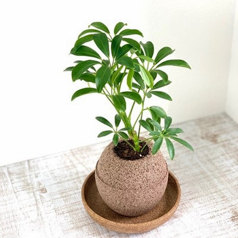 アクアプラントポット玉 S鉢植えシェフレラ 通販 Lineポイント最大1 0 Get Lineショッピング