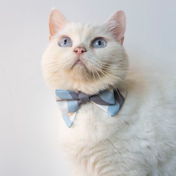 藍白圓園 寵物項圈 領結造型藍白色圍脖 不同尺寸貓狗可用 可印名