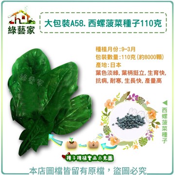 【綠藝家】大包裝A58西螺菠菜種子110克(約8000顆)