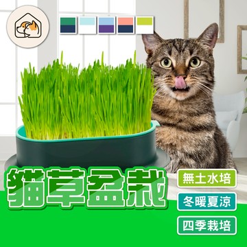 【四季栽培👍】水培貓草盒 懶人貓草盆栽 貓草栽培盆 無土種植貓草盆 無土水培盒 貓草植栽盆 貓草種植套組 即食盆栽