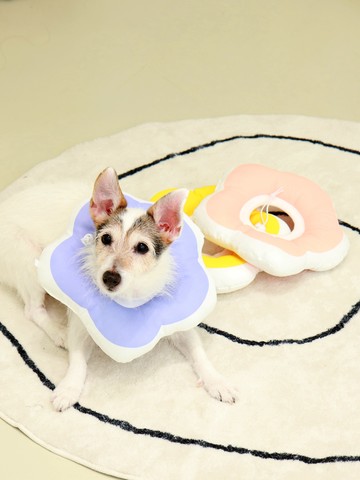 寵物花朵造型防水伊莉莎白圈/頭套