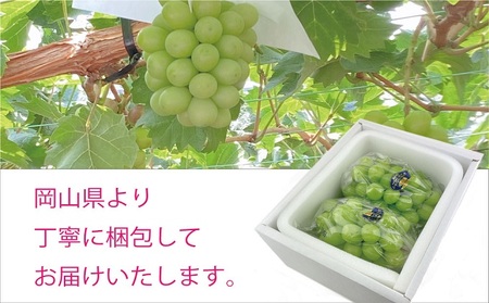 ぶどう 2024年 先行予約 9月・10月発送 シャイン マスカット 晴王 2房（合計約1.1kg） ブドウ 葡萄  岡山県産 国産 フルーツ 果物 ギフト