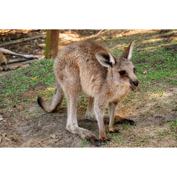 小孩最高折1萬~黃金海岸雪梨9日｜天堂鄉農莊．擁抱無尾熊．趣味水鴨船．螃蟹河之旅．雪梨歌劇院．藍山．港灣遊船_26BRBB9SUM