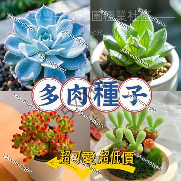 現貨💥多款多肉種子（250粒）多肉種子 超可愛多肉植物 生石花 特玉莲 吸財樹 小兔子超高發芽率 觀賞花卉種子
