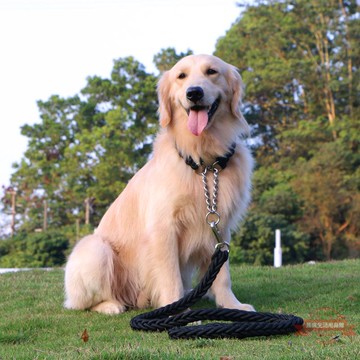 寵物 牽引雨傘狗狗牽引繩狗繩子遛狗鏈子帶項圈p中型大型犬金毛拉