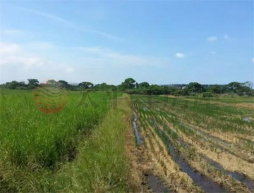 新豐新湖路農地+資材室｜新竹縣新豐鄉崁頭